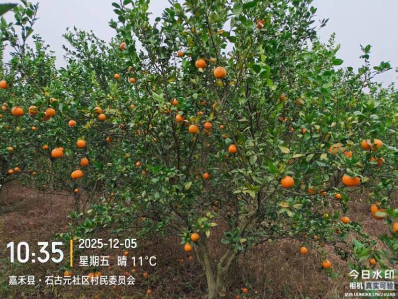 皇帝柑