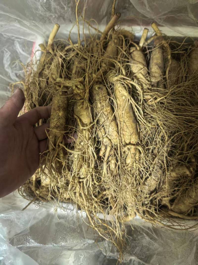 长白山鲜人参精品人参基地直供规格齐全包邮批发价