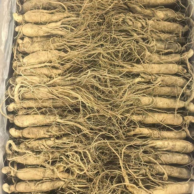 长白山鲜人参精品人参基地直供规格齐全包邮批发价
