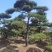 造型油松#造型黑松#造型松#景观松#迎客松#