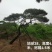 造型油松#造型黑松#造型松#景观松#迎客松#