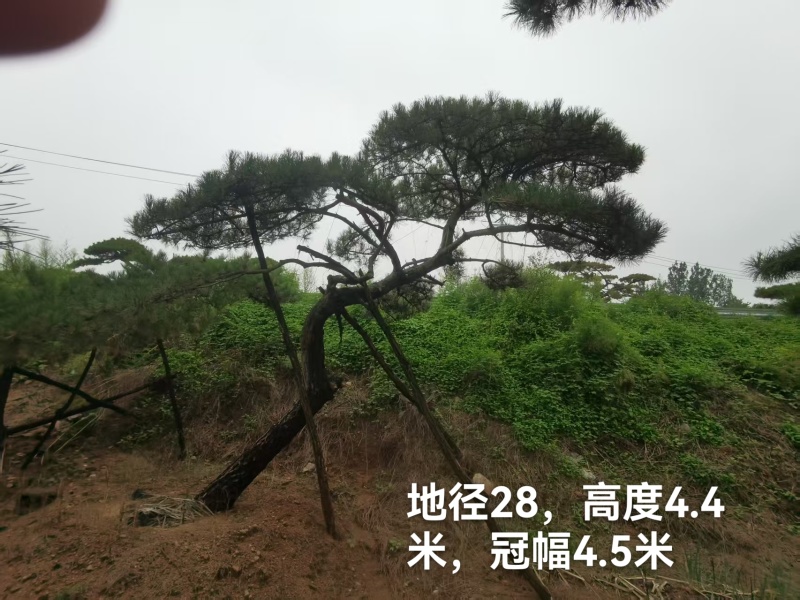 造型油松#造型黑松#造型松#景观松#迎客松#