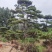 造型油松#造型黑松#造型松#景观松#迎客松#