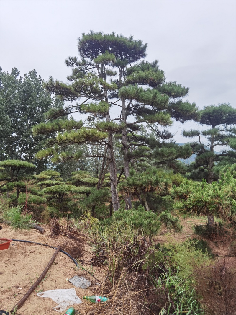 造型油松#造型黑松#造型松#景观松#迎客松#