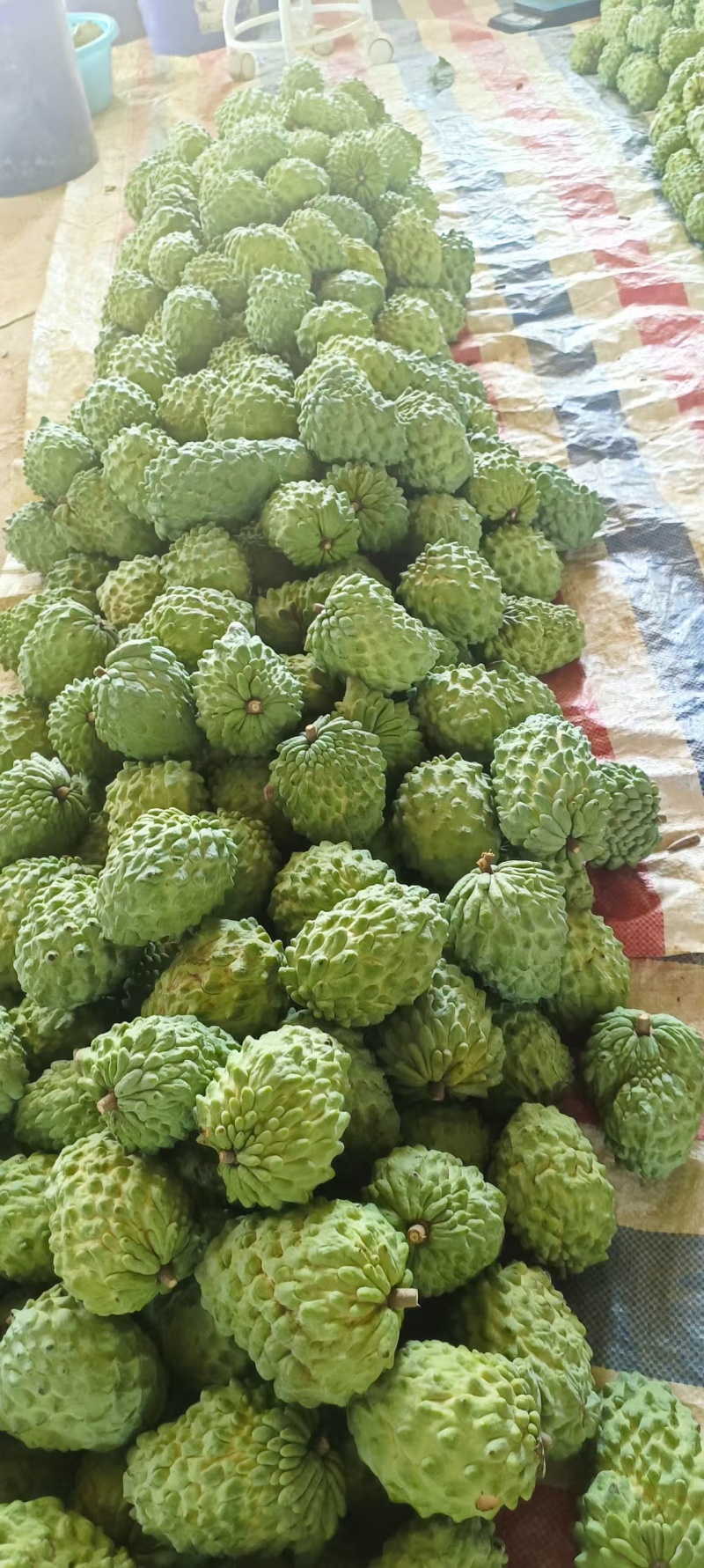 释迦现在以开始大量上市，价格实惠，需要的老板联系