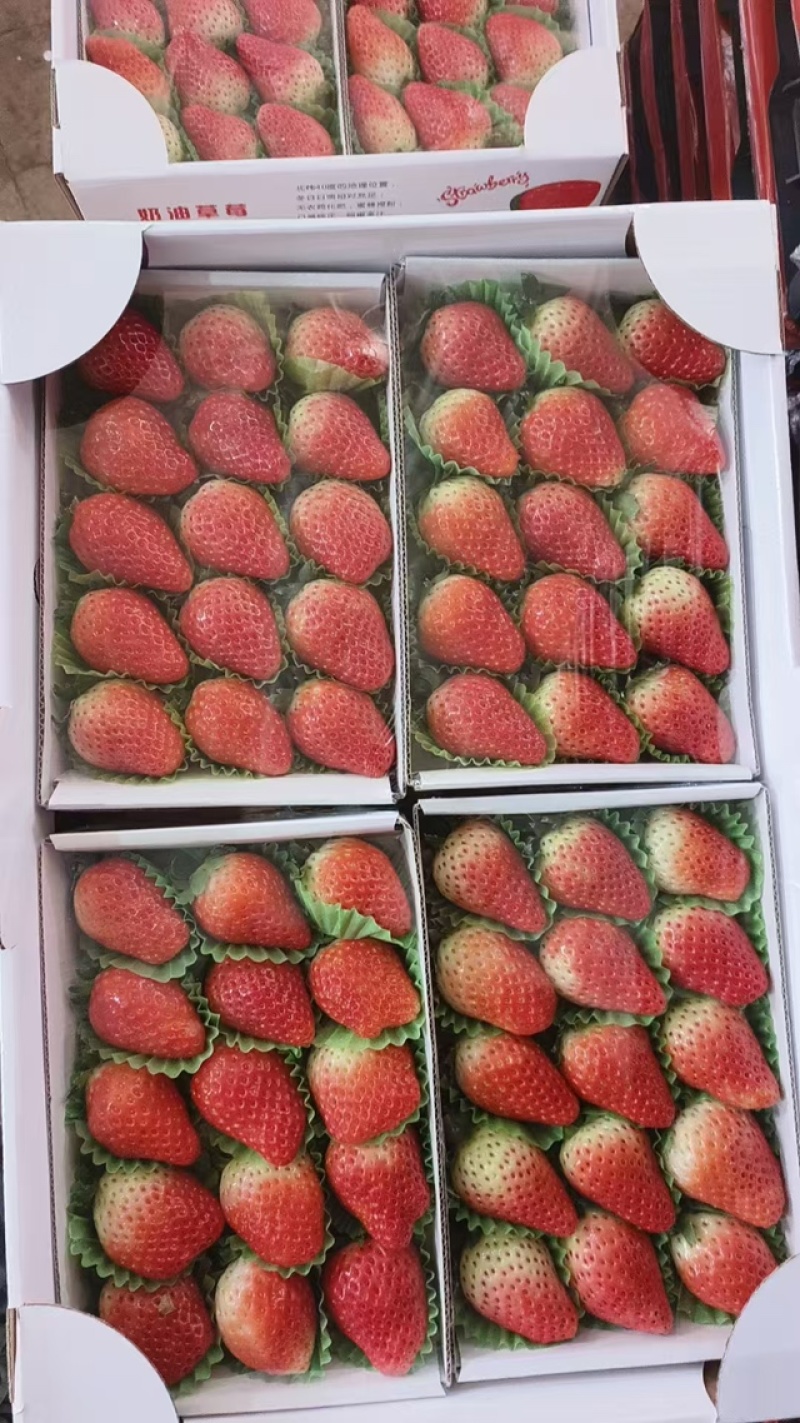 红颜草莓按需包装全国发货大量有货品种齐全价格面议