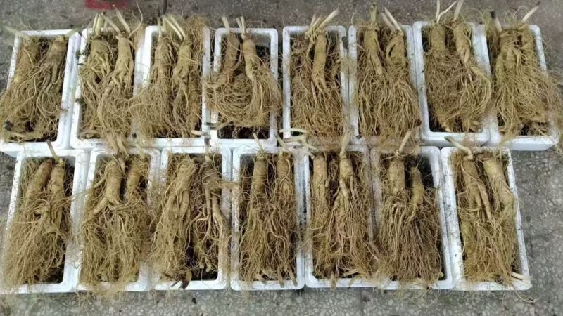 【优选】长白山小人参鲜人参小条用来种植泡酒煲汤