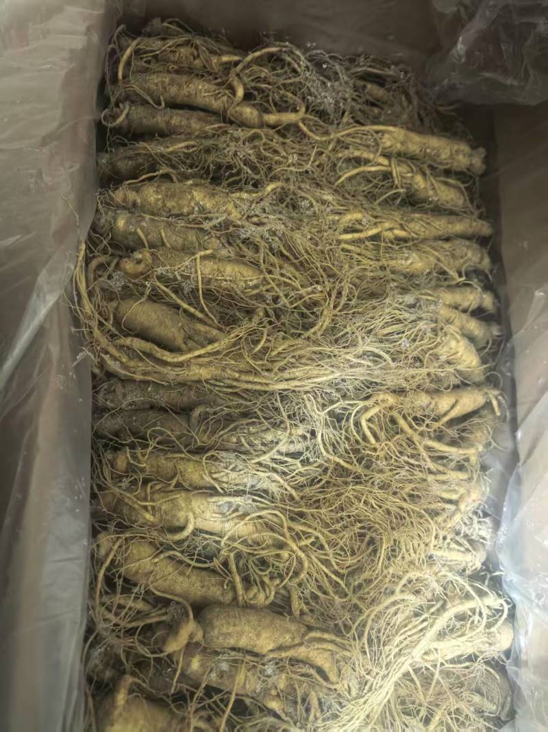 【优选】长白山小人参鲜人参小条用来种植泡酒煲汤