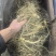 【优选】长白山小人参鲜人参小条用来种植泡酒煲汤