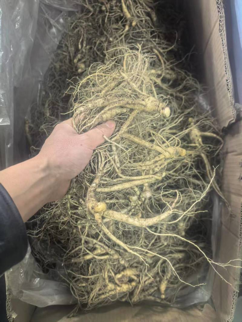 【优选】长白山小人参鲜人参小条用来种植泡酒煲汤