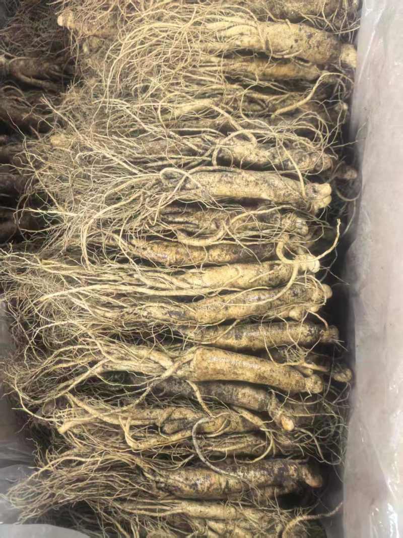 【优选】长白山小人参鲜人参小条用来种植泡酒煲汤