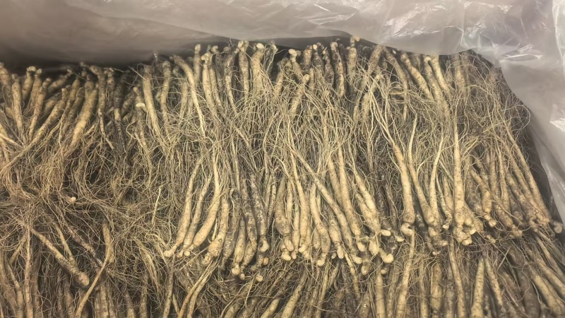 【优选】长白山小人参鲜人参小条用来种植泡酒煲汤