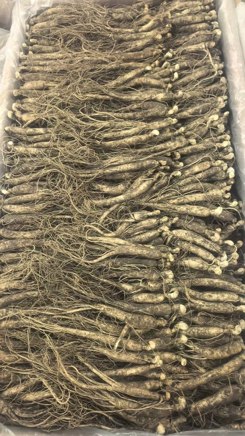 【优选】长白山小人参鲜人参小条用来种植泡酒煲汤