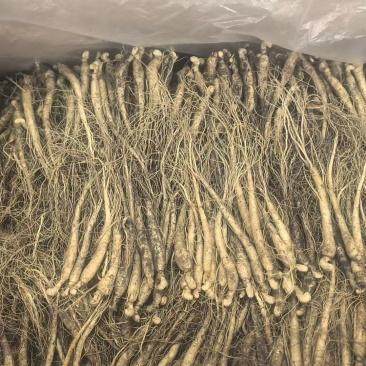 【优选】长白山小人参鲜人参小条用来种植泡酒煲汤