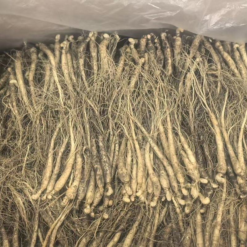 【优选】长白山小人参鲜人参小条用来种植泡酒煲汤
