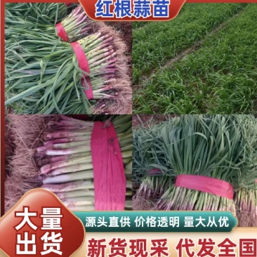 精品红根蒜苗，叶片厚绿，适合电商，超市，市场等