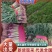 精品红根蒜苗，叶片厚绿，适合电商，超市，市场等
