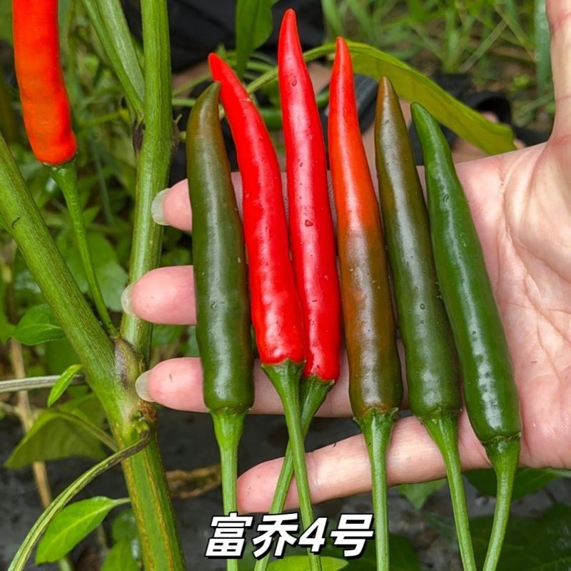 霸王红大果朝天椒种子抗热耐寒硬度好高产朝天椒种子籽基地播