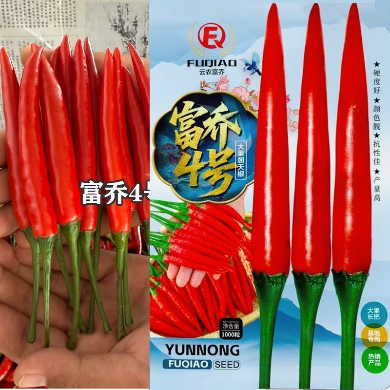 霸王红大果朝天椒种子抗热耐寒硬度好高产朝天椒种子籽基地播