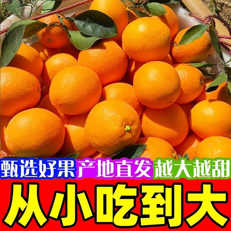 正宗麻阳冰糖橙当季新鲜脐橙超甜橙子现摘手剥橙