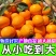 正宗麻阳冰糖橙当季新鲜脐橙超甜橙子现摘手剥橙