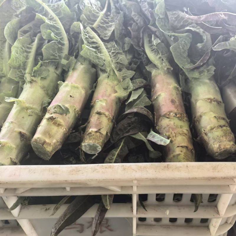 江苏红叶香莴苣对接全国量大从优质量好走货快欢迎询价