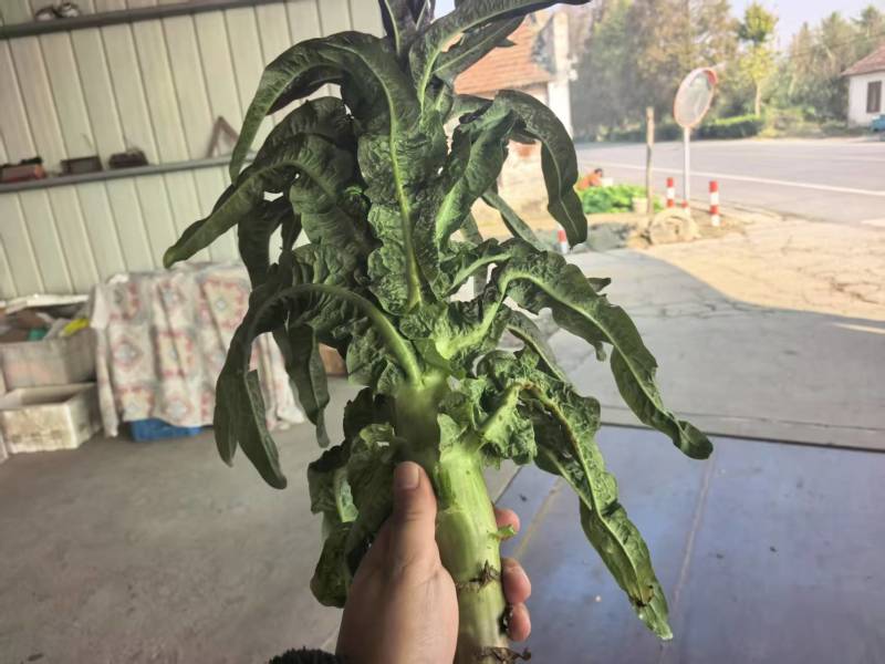 江苏红叶香莴苣对接全国量大从优质量好走货快欢迎询价
