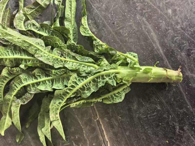 江苏红叶香莴苣对接全国量大从优质量好走货快欢迎询价