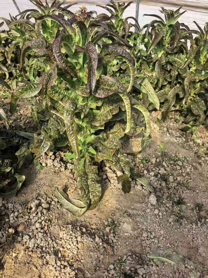 江苏红叶香莴苣对接全国量大从优质量好走货快欢迎询价