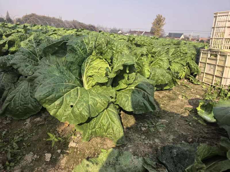 江苏红叶香莴苣对接全国量大从优质量好走货快欢迎询价