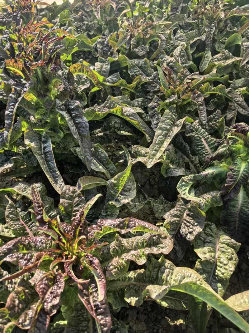 江苏红叶香莴苣对接全国量大从优质量好走货快欢迎询价