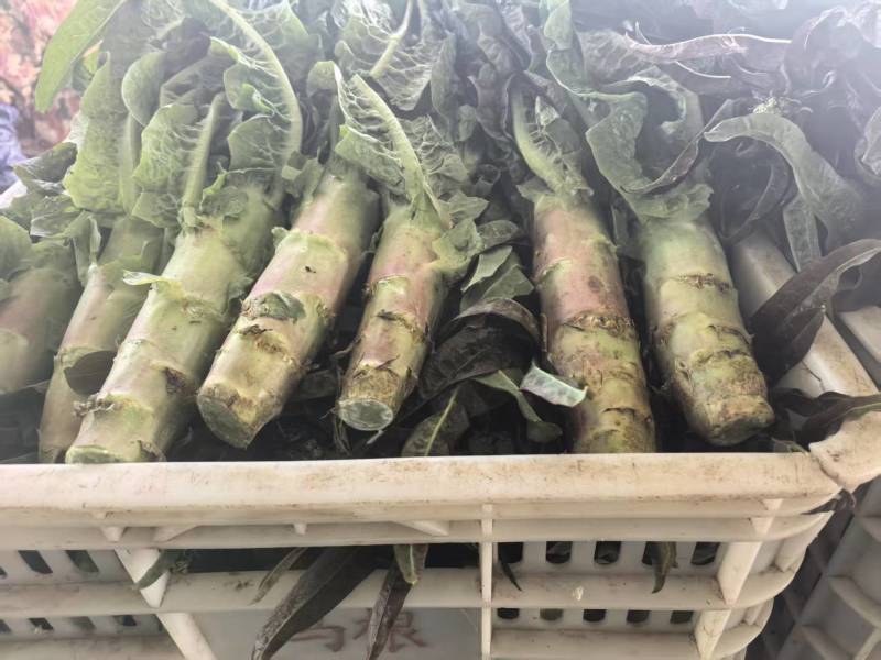 江苏红叶香莴苣对接全国量大从优质量好走货快欢迎询价