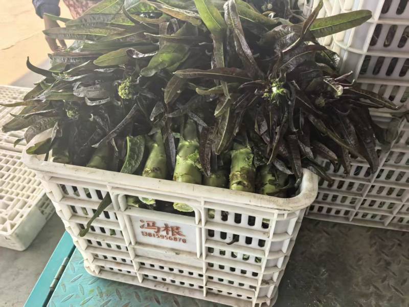 江苏红叶香莴苣对接全国量大从优质量好走货快欢迎询价