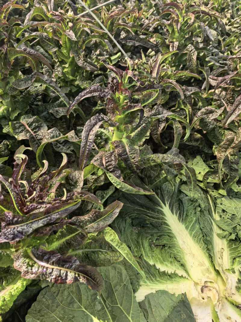 江苏红叶香莴苣对接全国量大从优质量好走货快欢迎询价