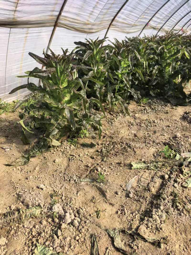 江苏红叶香莴苣对接全国量大从优质量好走货快欢迎询价