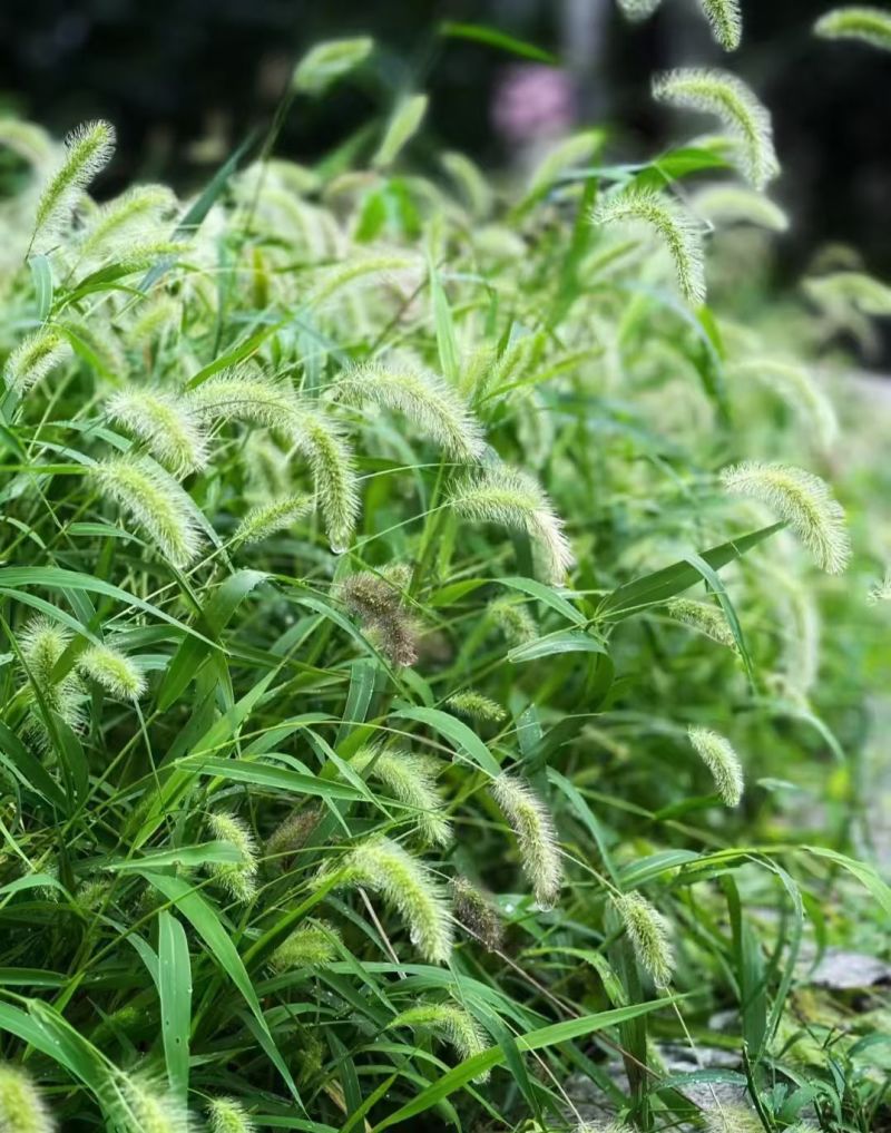 狗尾巴草种子孑野草种杂草种籽狗尾草种耐旱绿化观赏草籽护坡