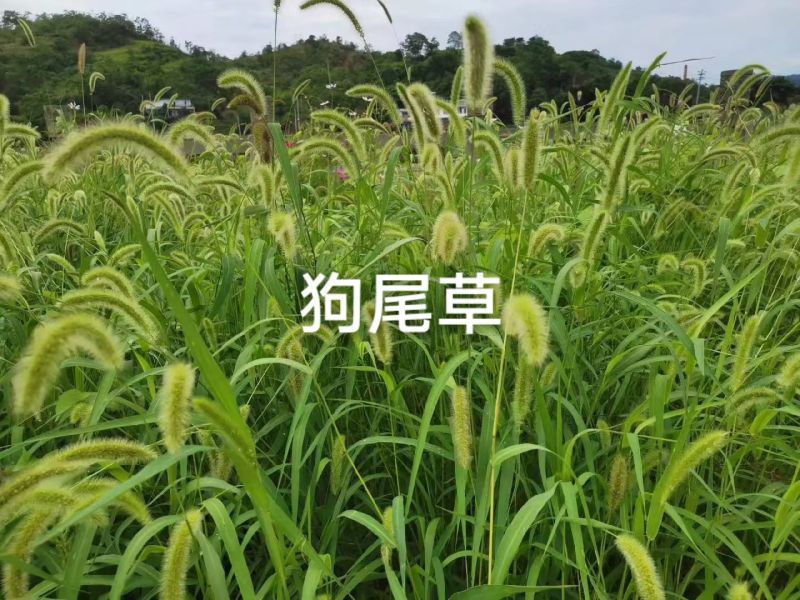 狗尾巴草种子孑野草种杂草种籽狗尾草种耐旱绿化观赏草籽护坡