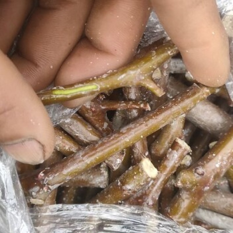 骏枣接穗枣树蜡封接穗苗木