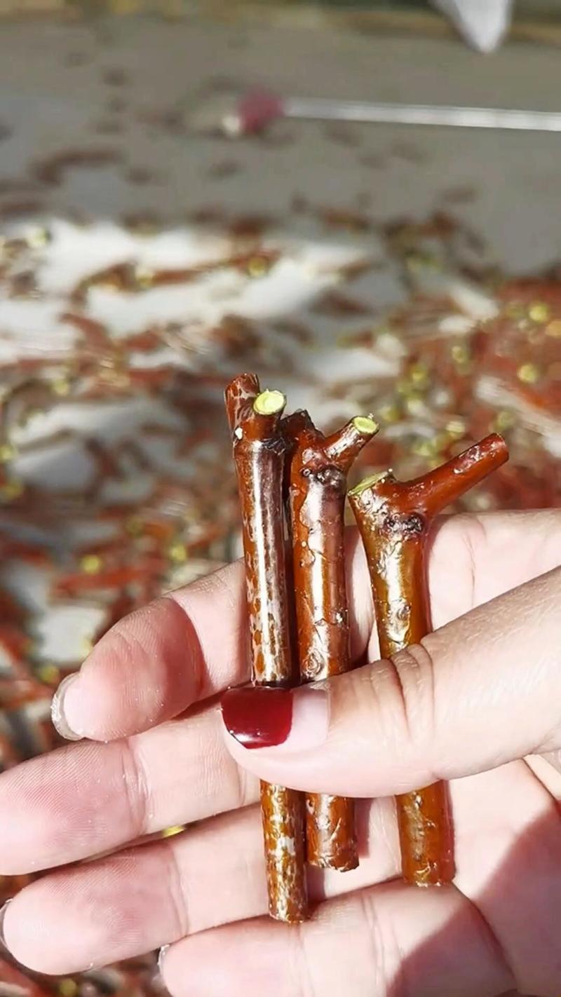 骏枣接穗枣树蜡封接穗苗木
