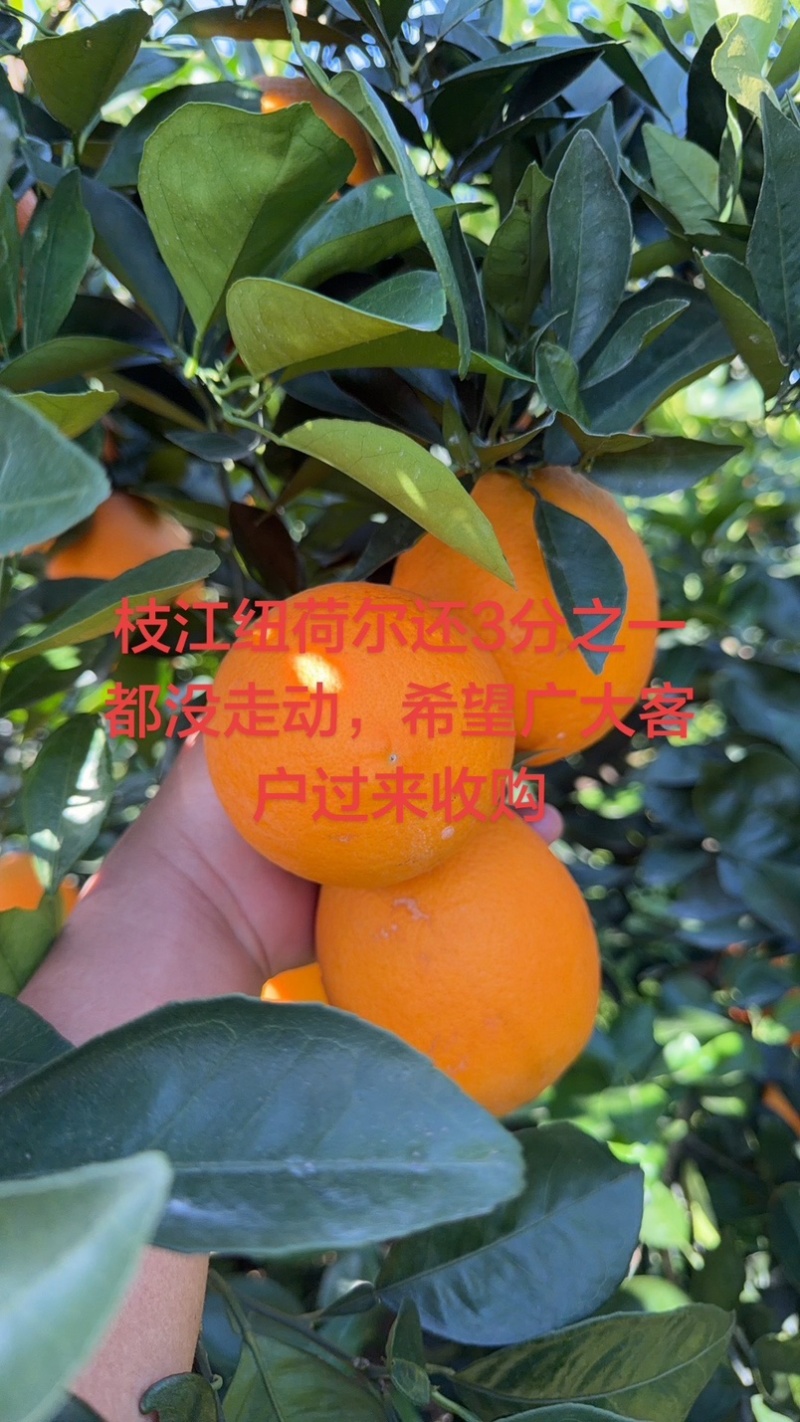 湖北宜昌纽荷尔脐橙大量上市中，口感纯甜，入口化渣！