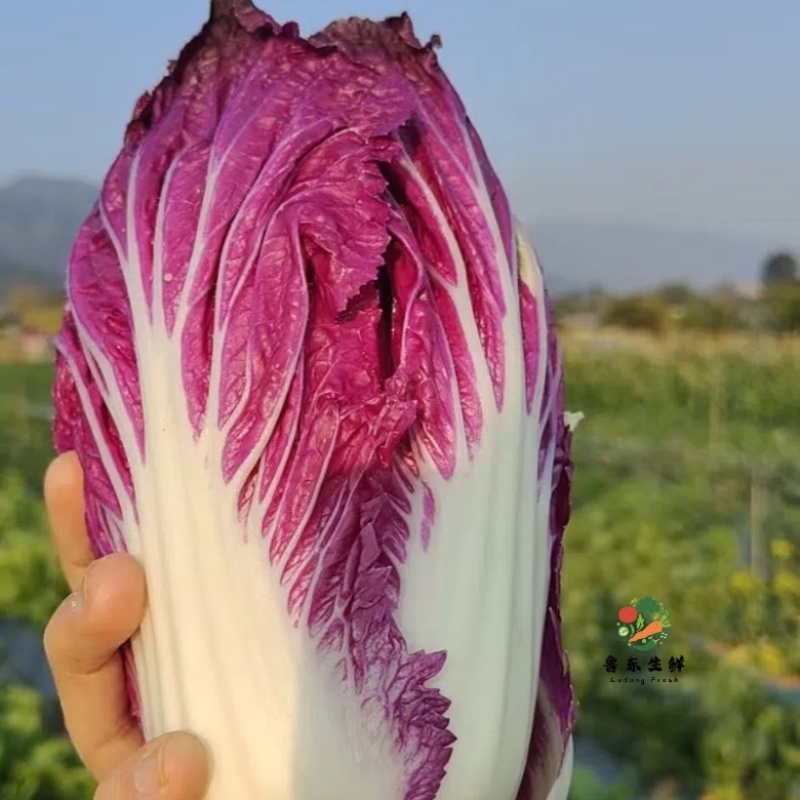 【一件代发电商代发】紫罗兰白菜花青素全国供应
