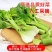 【实力货源】水果清芹荷兰芹菜脆嫩爽口生吃榨汁