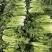 【实力货源】水果清芹荷兰芹菜脆嫩爽口生吃榨汁