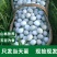 纯绿壳乌鸡蛋土鸡蛋正宗原产地新鲜发货整箱批发生鲜新鲜草鸡