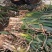 章丘铁杆大葱实地发货