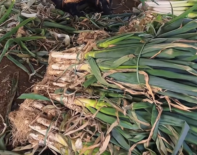 章丘铁杆大葱实地发货