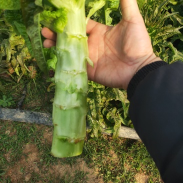 产地直供，现采现发，价格美丽，
