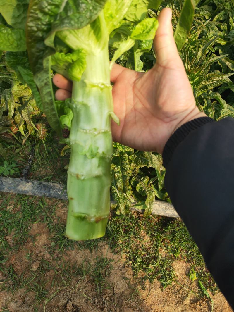 产地直供，现采现发，价格美丽，
