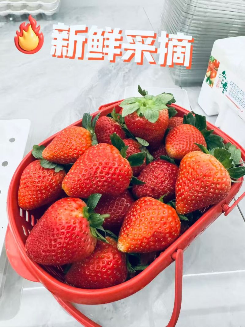 糖葫芦，商用，蛋糕店，批发，零售