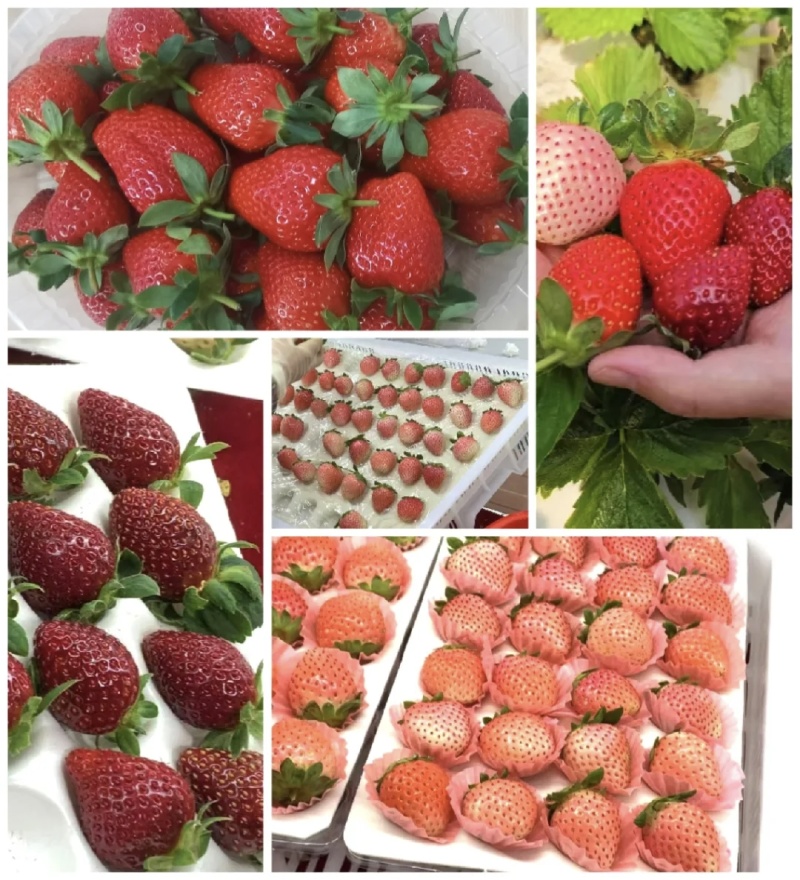 糖葫芦，商用，蛋糕店，批发，零售
